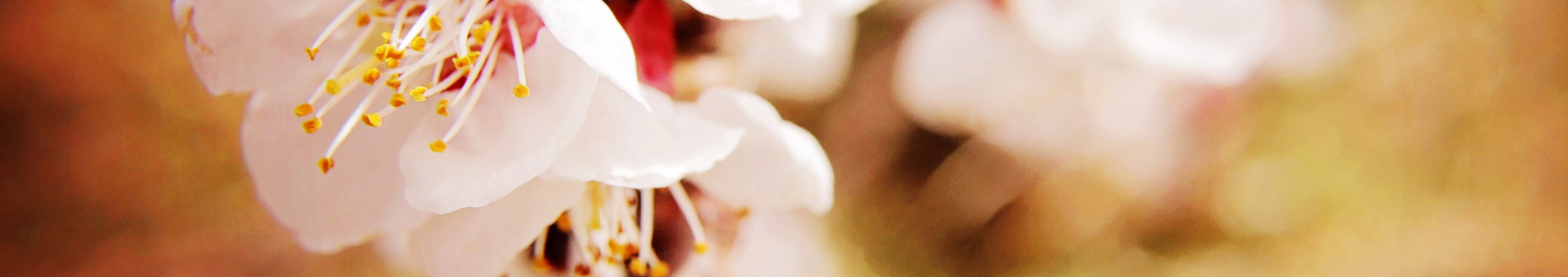 Soft spring blossoms